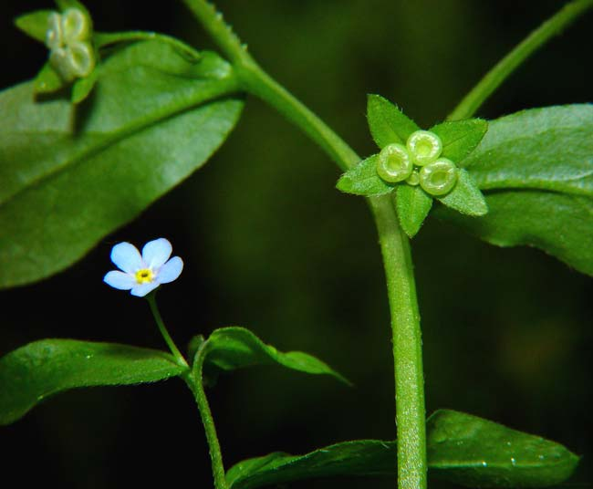 Omphalodes scorpioides (pupkovec pomněnkový) podobný M.