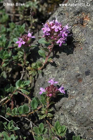 Thymus praecox (mateřídouška časná) lodyhy s nevyniklými hranami odění lodyh pravidelné l.