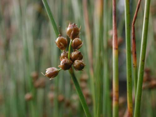 Sítiny s bezlistými lodyhami Juncus filiformis