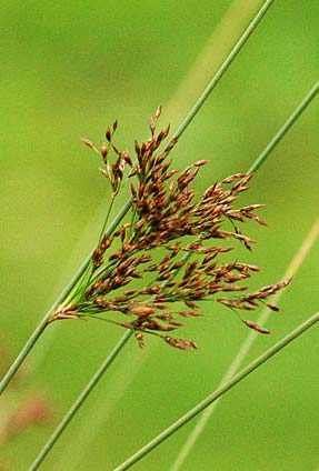 Juncus inflexus (sítina sivá) trsnatá, lodyha sivozelená dřeň v lodyze pravidelně