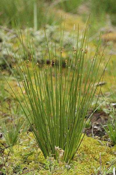 Juncus effusus (sítina rozkladitá) trsnatá,