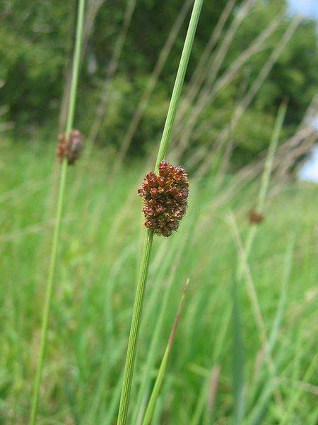 Juncus conglomeratus (sítina klubkatá) trsnatá, lodyhy matné až nasivěle zelené, ostře rýhované