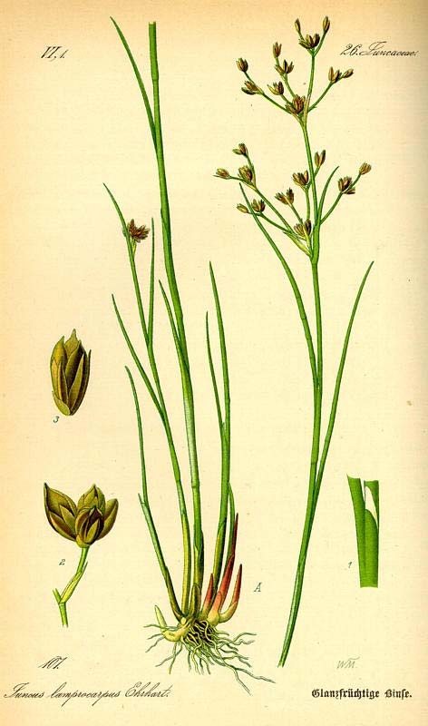 Juncus articulatus (sítina článkovaná) netvoří porosty všechny P lístky zhruba stejně dlouhé, nevyhnuté ven P lístky špičaté tobolky podlouhle