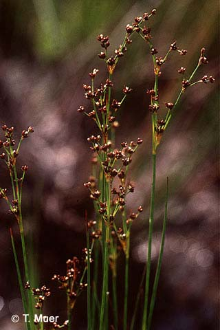 Juncus alpinoarticulatus (sítina alpská) netvoří porosty všechny P lístky zhruba