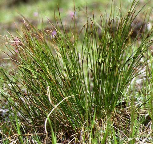 Juncus trifidus (sítina trojklanná) květenství