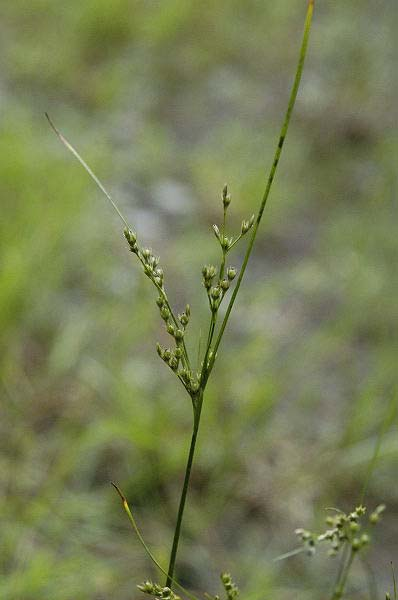 Juncus tenuis (sítina tenká) trsnatá, měkké listy P lístky špičaté, delší než tobolka, zelenavé