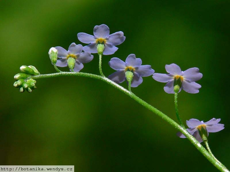 Myosotis palustris (pomněnka bahenní) rostliny vytrvalé vijany bez listenů K cípy do 1/3 K l. v dol. pol.