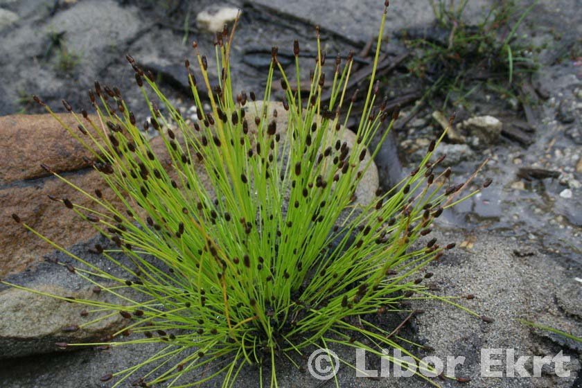 Eleocharis ovata (bahnička vejčitá) jednoletá, trsnatá