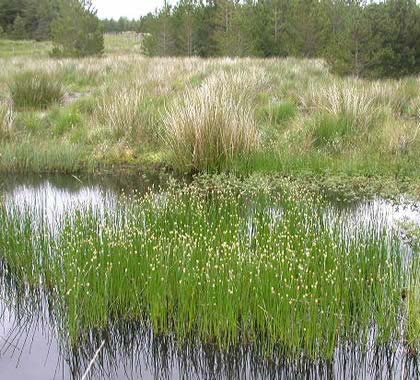 Eleocharis palustris agg.