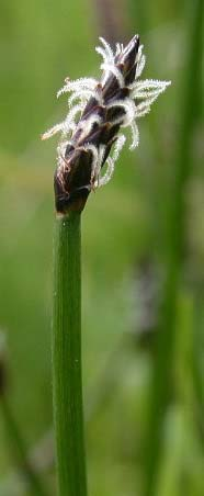 Eleocharis palustris (bahnička bahenní) klásky se dvěma sterilními plevami, klásek nasedá na stonek přímo stonek silnější (1-3,4 mm šir.