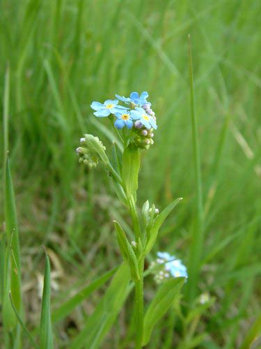 Myosotis nemorosa (pomněnka hajní) l. v dol. pol. lodyhy na spodní straně s chlupy směřujícími k bázi l.