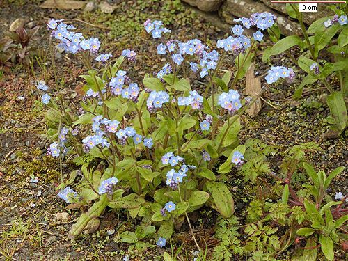 Myosotis sylvatica (pomněnka lesní) vytrvalá, po odkvětu příz. růžice l.