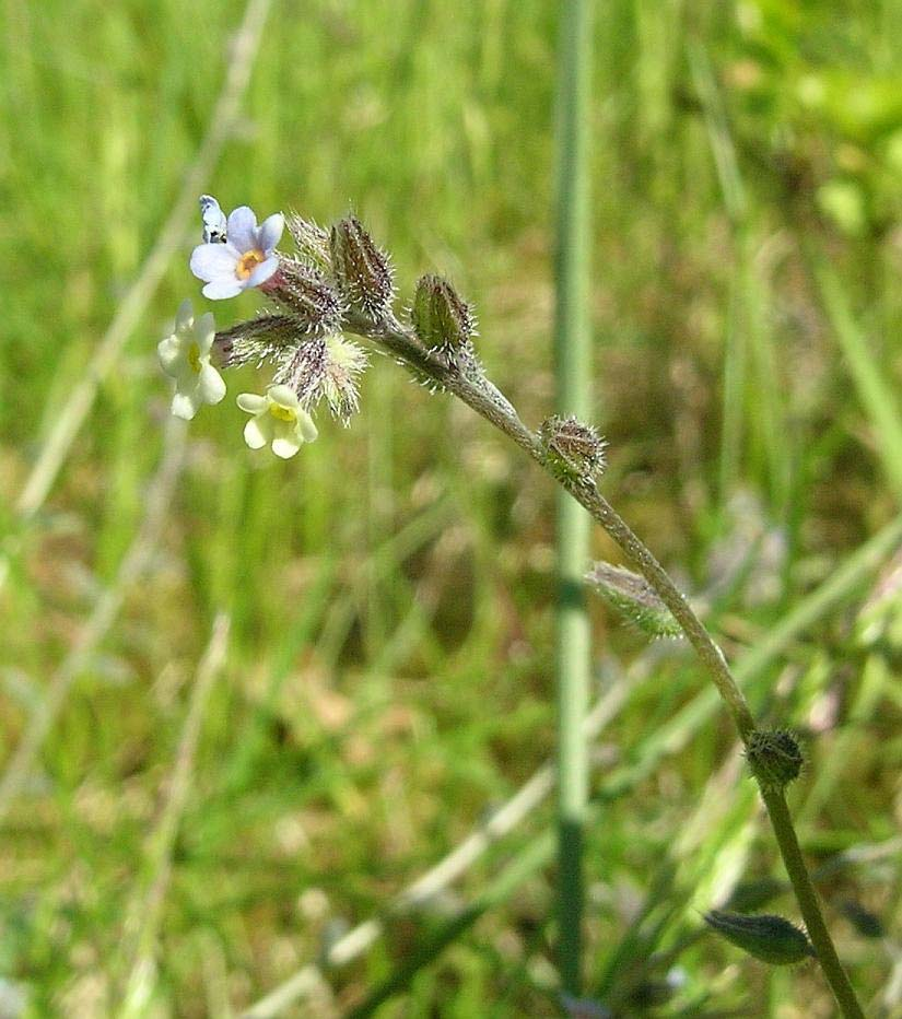 Myosotis discolor (pomněnka různobarvá) nejmladší květy sv.