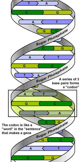 Struktura NA Primární Je dána dusíkatých bází v řetězci. Pořadí bází určuje strukturu.