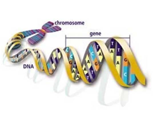 RNA a DNA RNA DNA Význam NA DNA DNA je nositelem základní informace buňky.