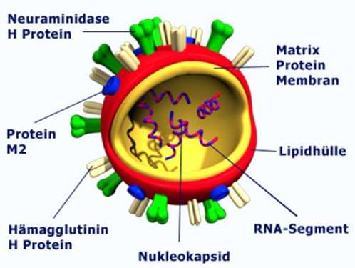 DNA viry a RNA viry V živé hostitelské buňce řídí reprodukci. Mimo živou buňku v podobě virionů (infekční částice).