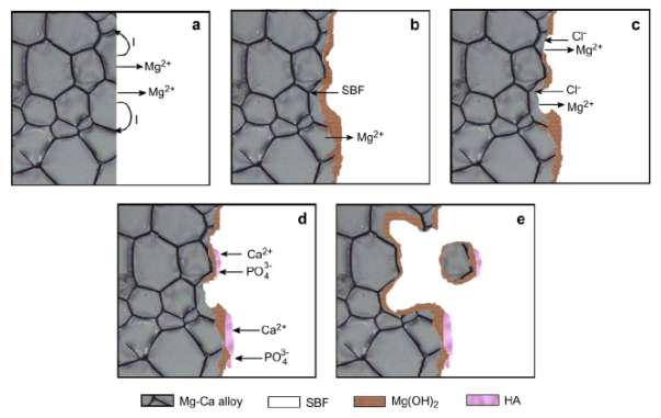 Mechanismus koroze biodegradabilních hořčíkových slitin Ke vzniku biokoroze dochází v biologickém prostředí na povrchu biologicky rozložitelného materiálu (implantáty, stenty, apod.).