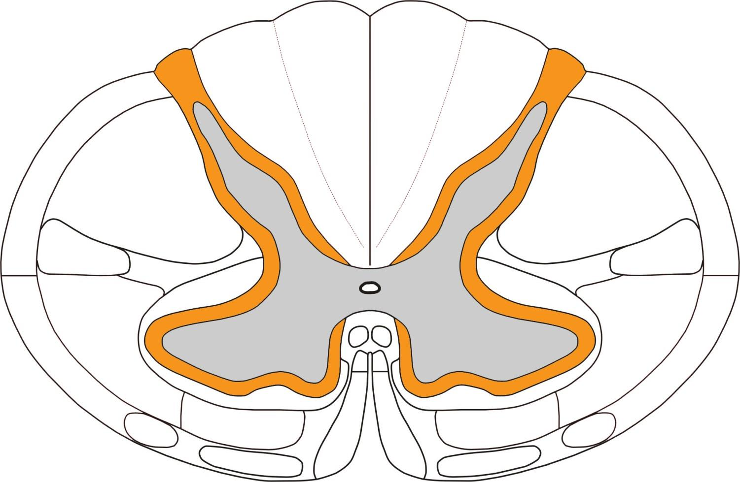 Medulla spinalis příčný řez 1-funiculus post.