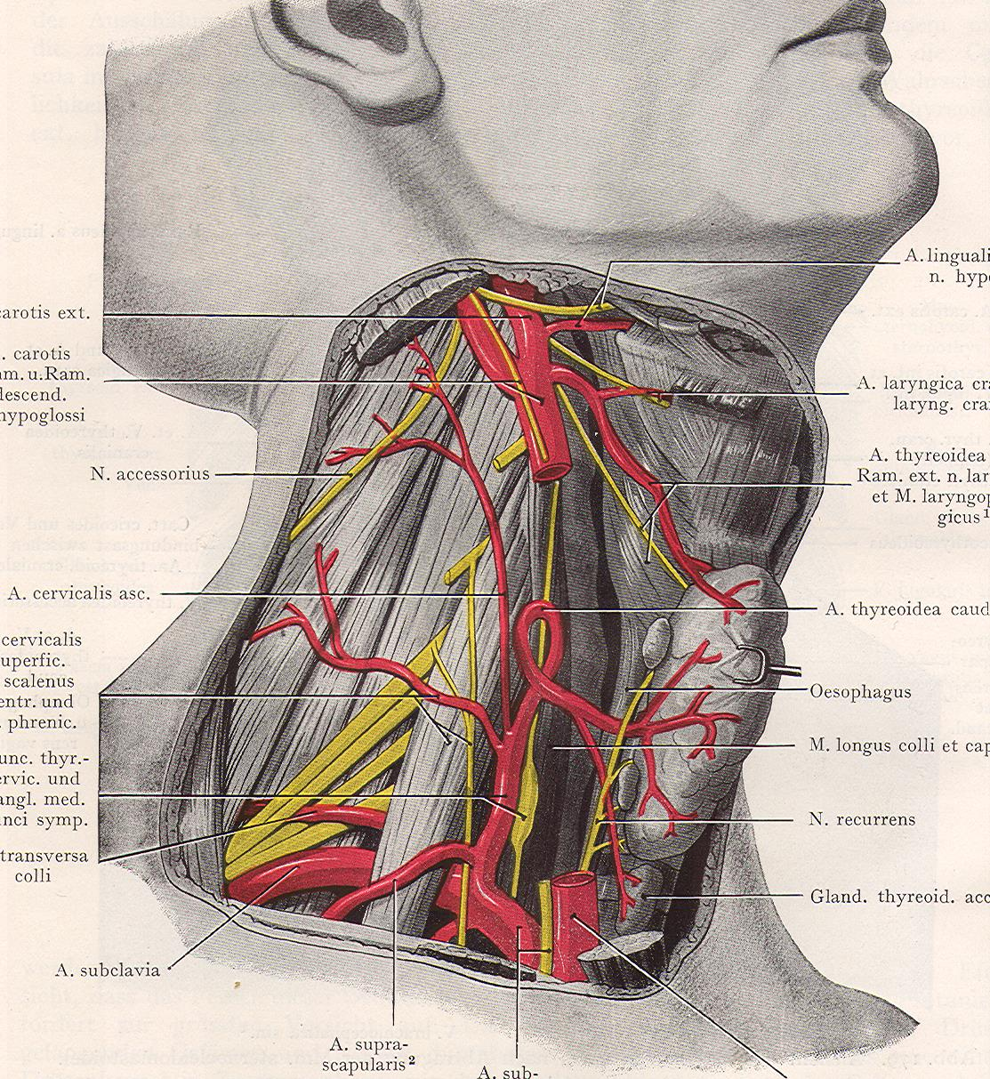 Plexus brachialis prochází (spolu s