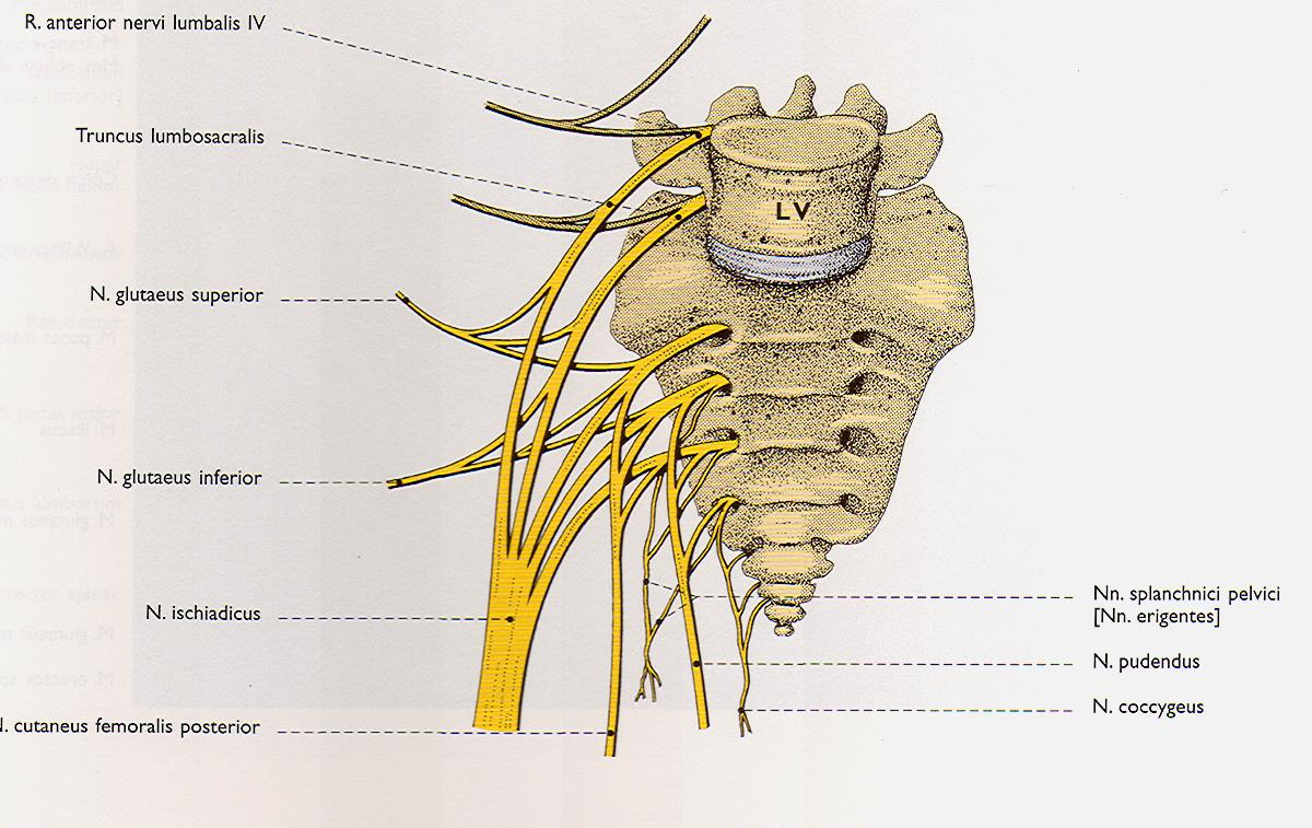 plexus lumbalis n.