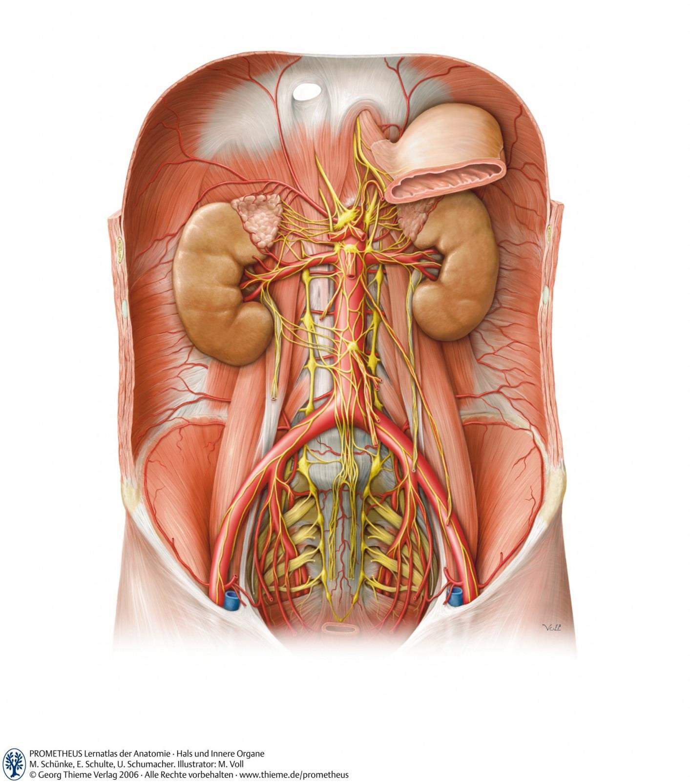 Ganglion