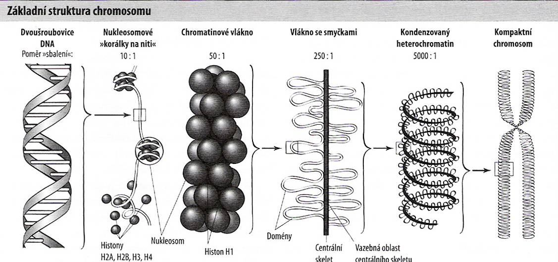 3 CHROMOSOMY 3.1 STRUKTURA CHROMOSOMŮ Každý chromosom se skládá z velmi dlouhé molekuly DNA asociované s proteiny a RNA, a tyto tři složky vytvářejí hmotu zvanou chromatin.