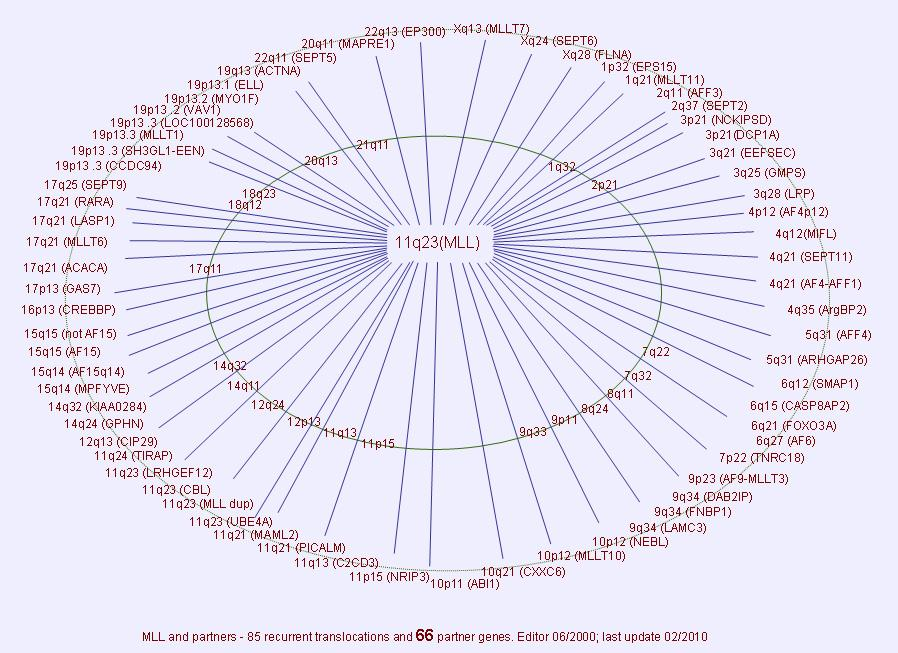 (MLLT1), ELL) a proteiny cytoplazmatické (př. MLLT4 (AF6), SEPT2, SEPT4, SEPT6, SEPT9, SEPT11). Existuje několik hypotéz o funkci chimérického proteinu.