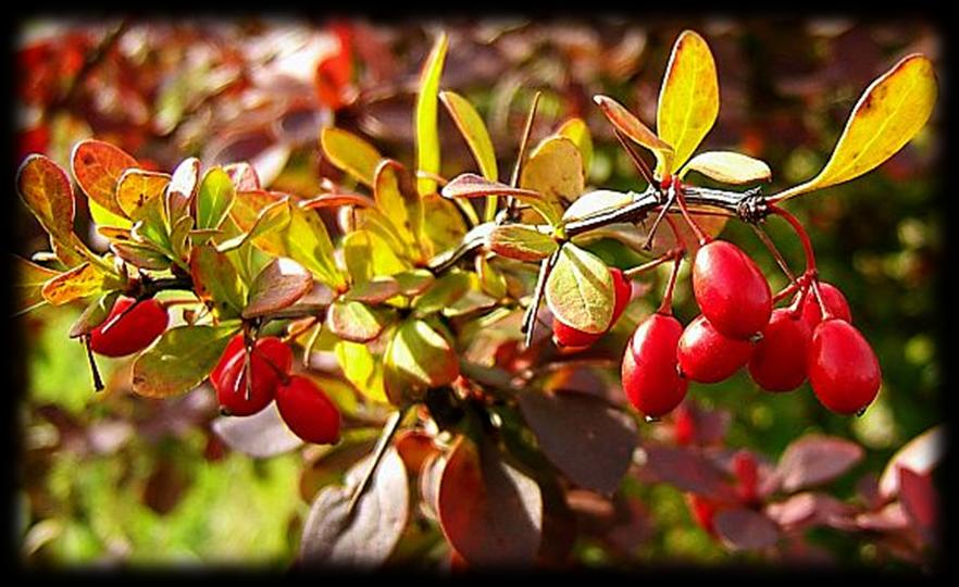 2. Teoretická část 2.1 Berberis vulgaris Berberis vulgaris dřišťál obecný je rostlinou z čeledi Berberidaceae a rodu Berberis, v němž rozeznáváme kolem 500 druhů 1.