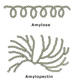 lineární polysacharid