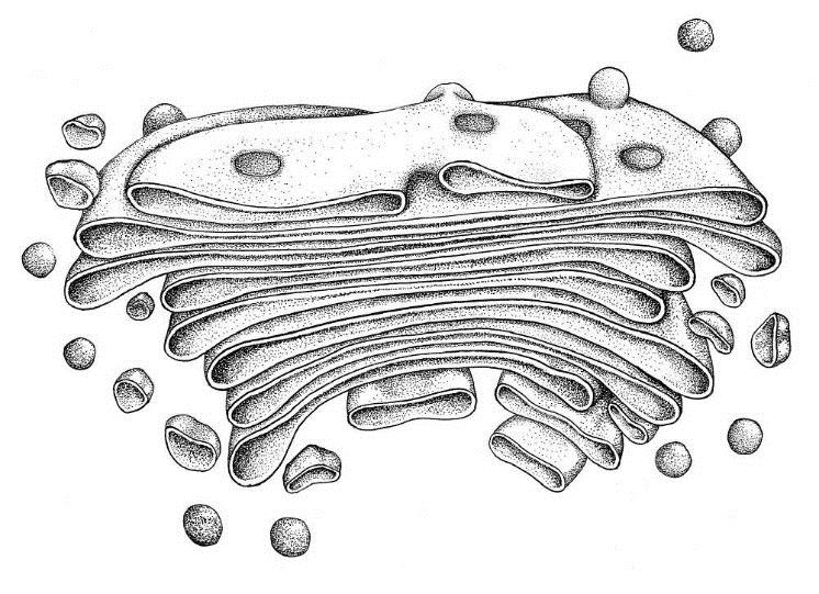 Kvasinky stavba buňky Golgiho aparát - Tvořen plochými cisternami (diktyosomy), z obou konců se uvolňují váčky - Polární uspořádání na jedné straně vznik nových cisteren, na opačné rozpad