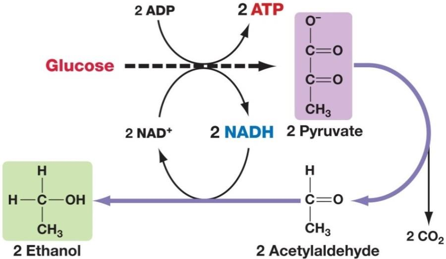 Glukosa 2 Kyselina pyrohroznová 2 Ethanol 2 Acetaldehyd Regulace metabolismu katabolická