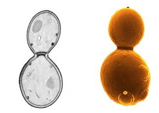 Kvasinky nepohlavní rozmnožování Pučení - vznik dceřiné buňky spojené s mateřskou buňkou - Tvorba pupene do pupene vstupují vakuoly a mitochondrie, současně mitotické dělení jádra, vstup do pupenu -