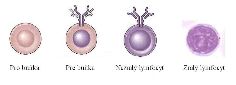 6. Vývoj bílých krvinek - leukopoéza Bílé krvinky, neboli leukocyty, úzce spolupracují s nejrůznějšími proteiny imunitní odpovědi, imunoglobuliny a komplementem.