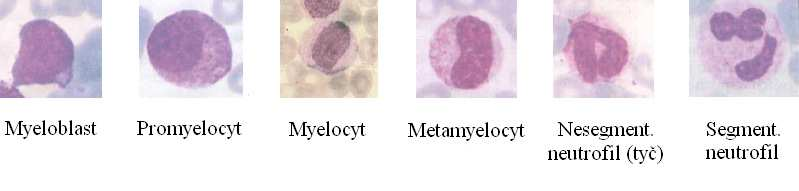 Obr. 8: Vývojová řada neutrofilů (Pecka 2002, upraveno P.
