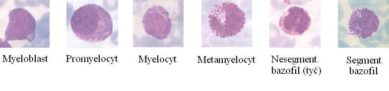 Obr. 10: Vývojová řada bazofilů (Pecka 2002, upraveno P. Vyškovským) CFU-EO na svém povrchu vytváří CD13, CD 33, CD34, CD116, CD123 a CD 131.