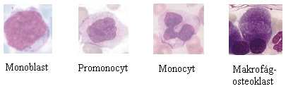 6.4. Vývoj monocytů a makrofágů Monocyty představují největší krevní buňky s obsahem granulí. V periferní krvi tráví jen jeden až dva dny. Následně vstupují do tkání, kde dokončují svoji diferenciaci.