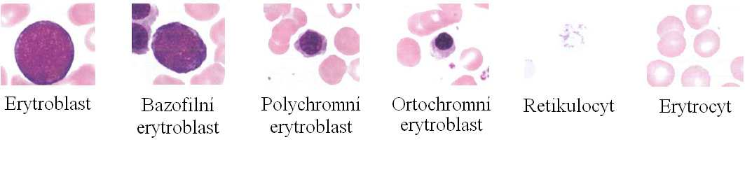 Obr. 12: Vývojová řada erytrocytů (Gartner, Hiatt 2009, upraveno P. Vyškovským) Na vývoji od HSC až k erytrocytu se podílí mnoho růstových faktorů.