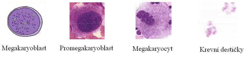 8. Vznik krevních destiček - trombopoéza Krevní destičky, neboli trombocyty, jsou drobné fragmenty odvozené z megakaryocytů. Nemají jádro a nemohou se dělit. Hrají důležitou roli při poraněních cév.