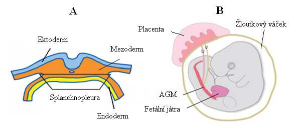 buňky, označované jako CFU-GM (colony-forming unit-granulocyte, myelocyte), byly ve žloutkovém váčku nalezeny v osmém dpc myši.