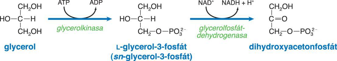 Glycerol je metabolizován v cytosolu jaterních buněk glykolýza