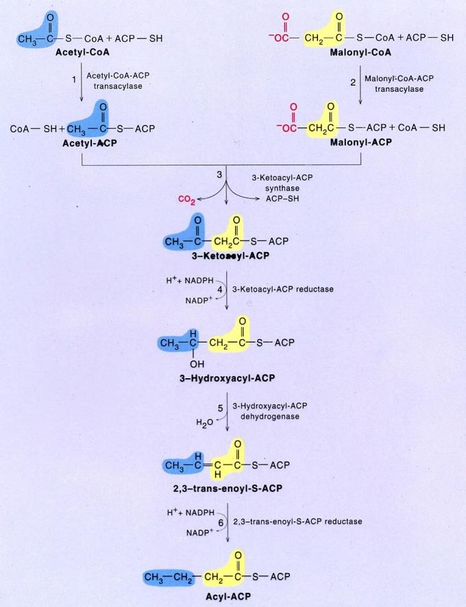 Biosynthesa MK Rostoucí