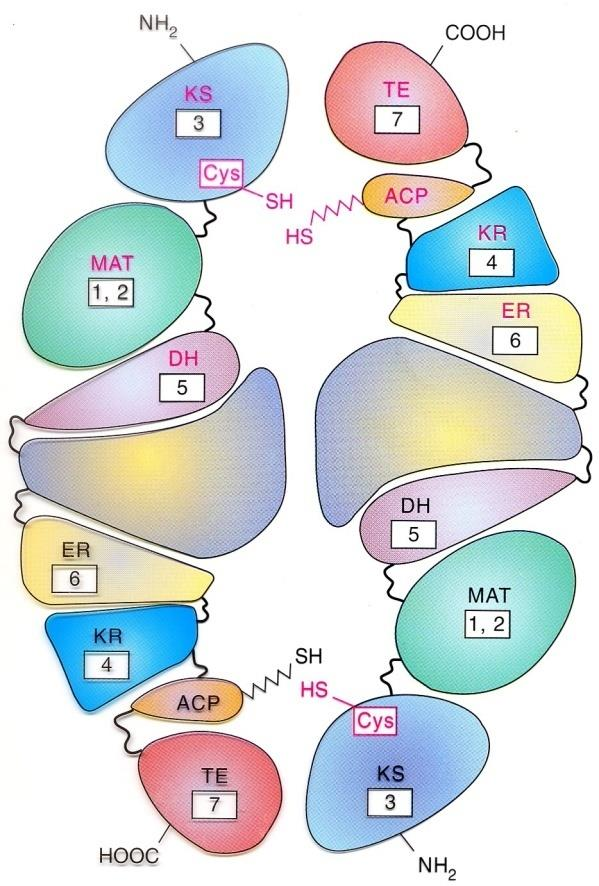 Synthasa mastných kyselin u živočichů multifunkční enzym 1,2 MAT: transacetylasa 3 KS: ketoacylsynthasa 4 KR: