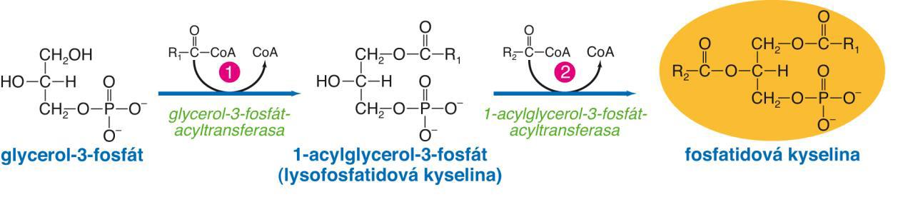 Synthesa