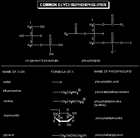 fosfatidová Fosfatidylethanolamin