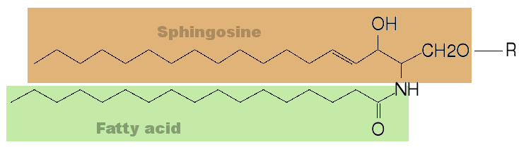 Polární lipidy - sfingolipidy R = H R = fosfocholin R = sacharid ceramid sfingomyelin