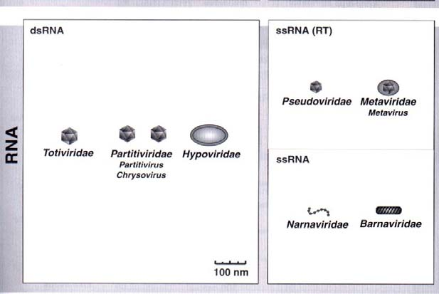 Fauquet et al