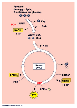 oxidována na acetát, odebrané e - jsou přeneseny na NAD +, který se redukuje na NADH (uložení E) na acetát je navázán CoA (derivát vit.