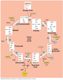 KREBSŮV CYKLUS (= citrátový cyklus, cyklus kyseliny citronové) název: Hans Krebs 1953 Nobelova cena za popsání těchto rekcí o kys. citronová 1.
