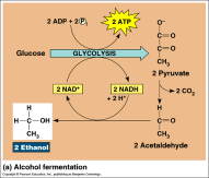 obnova NAD + přenesením e - z NADH na pyruvát nebo sloučeniny od něj odvozené o NAD + opět umožňuje další glykolýzu o formy: alkoholové