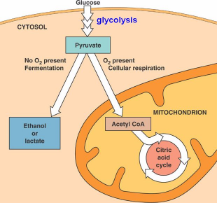 ve vinařství, pivovarnictví, výrobě alkoholu mléčné kvašení pyruvát je redukován NADH za vzniku laktátu bez uvolnění CO 2 u některých